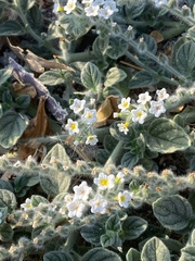 Heliotropium hirsutissimum