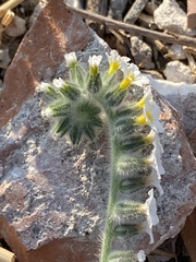 Heliotropium hirsutissimum