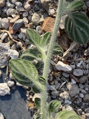 Heliotropium hirsutissimum