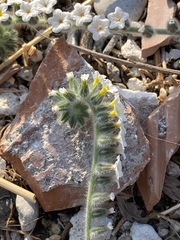 Heliotropium hirsutissimum