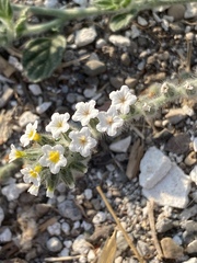 Heliotropium hirsutissimum