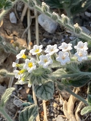 Heliotropium hirsutissimum