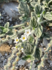 Heliotropium hirsutissimum