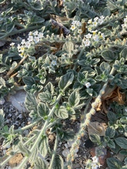 Heliotropium hirsutissimum