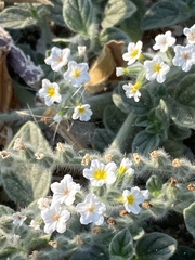 Heliotropium hirsutissimum