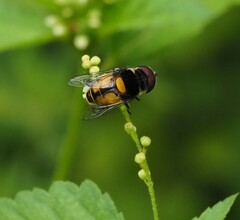 Eristalina