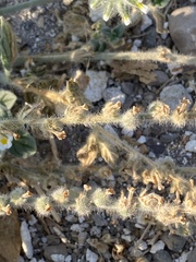 Heliotropium hirsutissimum