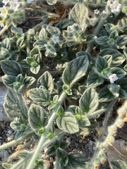 Heliotropium hirsutissimum