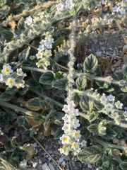 Heliotropium hirsutissimum