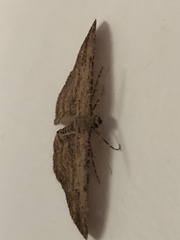 Zermizinga sinuata