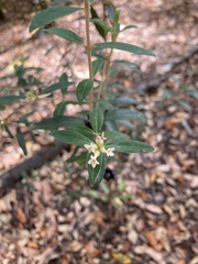 Pimelea drupacea