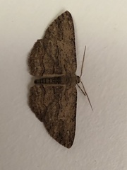 Zermizinga sinuata