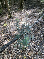 Pimelea drupacea
