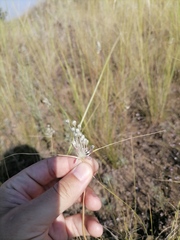 Allium praescissum