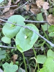 Claytonia perfoliata