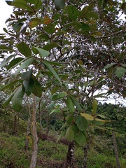 Psidium guineense