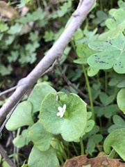 Claytonia perfoliata