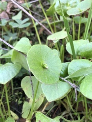 Claytonia perfoliata