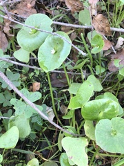 Claytonia perfoliata