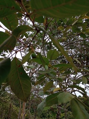 Psidium guineense