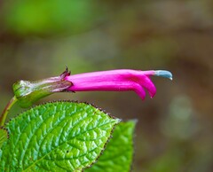 Centropogon calycinus