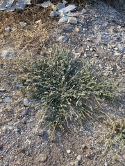 Heliotropium hirsutissimum