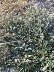 Heliotropium hirsutissimum