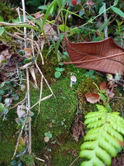 Utricularia jamesoniana