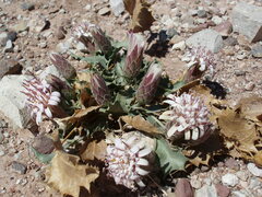 Acourtia nana