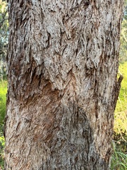 Eucalyptus robusta