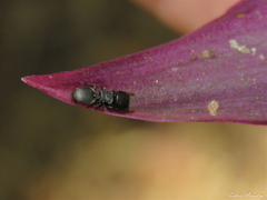 Cephalotes pusillus