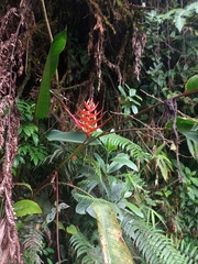 Heliconia lankesteri rubra