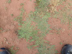 Lobelia darlingensis