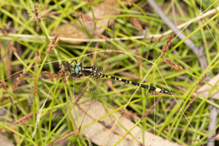 Synthemis eustalacta