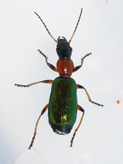 Calleida punctata