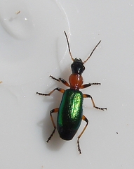 Calleida punctata