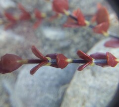 Epilobium microphyllum