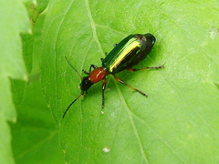 Calleida punctata