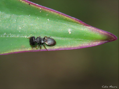 Cephalotes pusillus