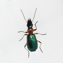 Calleida punctata