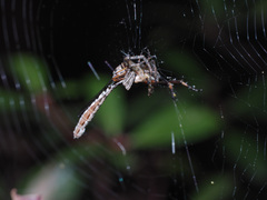 Leptogaster