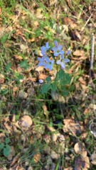 Cardamine californica