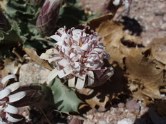 Acourtia nana