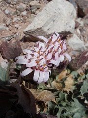 Acourtia nana