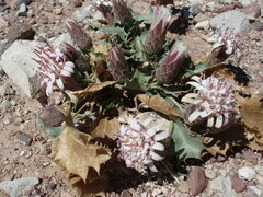 Acourtia nana