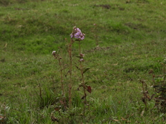 Chaetogastra gracilis