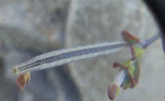 Epilobium microphyllum