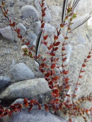 Epilobium microphyllum