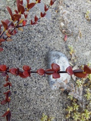 Epilobium microphyllum