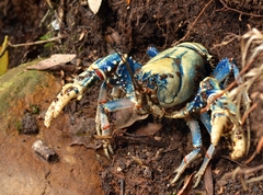 Euastacus sulcatus